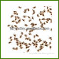 Paulownia tomentosa seeds/paulownia elongata seeds/paulownia seeds for sale